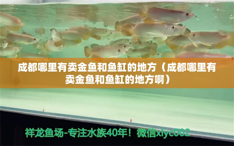 成都哪里有賣金魚和魚缸的地方（成都哪里有賣金魚和魚缸的地方?。?伊巴卡魚