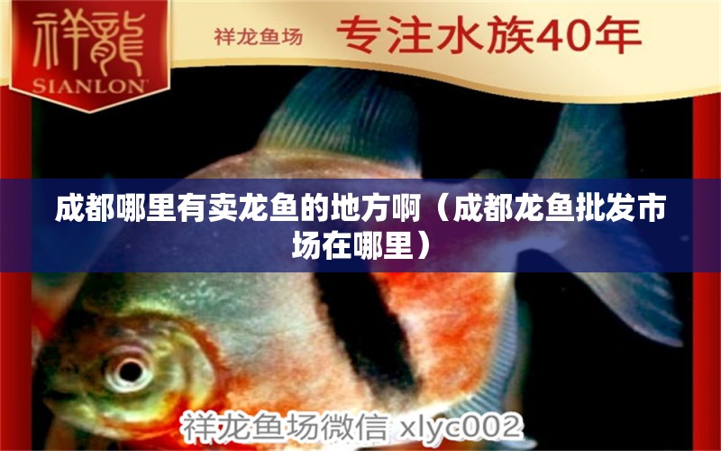 成都哪里有賣龍魚(yú)的地方啊（成都龍魚(yú)批發(fā)市場(chǎng)在哪里） 龍魚(yú)批發(fā)