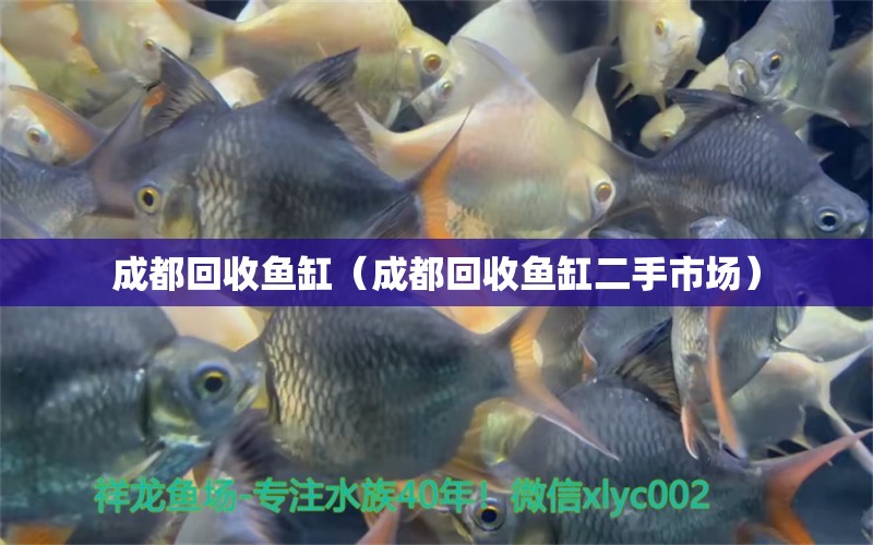 成都回收魚缸（成都回收魚缸二手市場） 白化巴西龜（白巴）