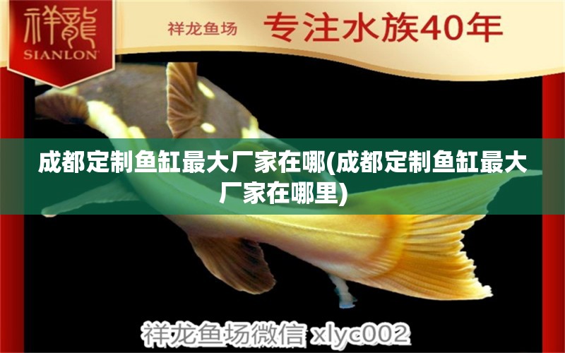 成都定制魚缸最大廠家在哪(成都定制魚缸最大廠家在哪里) 白化巴西龜（白巴）