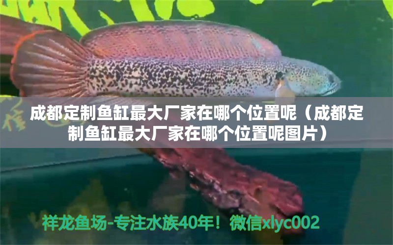 成都定制魚缸最大廠家在哪個(gè)位置呢（成都定制魚缸最大廠家在哪個(gè)位置呢圖片）