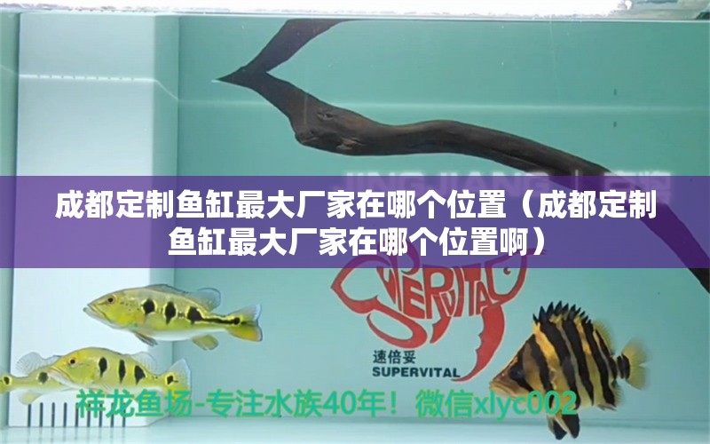 成都定制魚缸最大廠家在哪個(gè)位置（成都定制魚缸最大廠家在哪個(gè)位置?。?觀賞魚市場(chǎng)（混養(yǎng)魚）