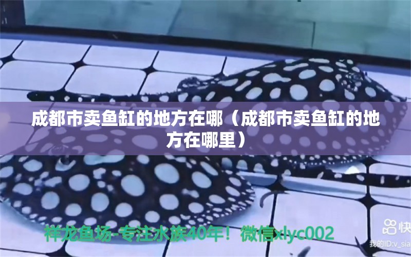 成都市賣魚缸的地方在哪（成都市賣魚缸的地方在哪里）