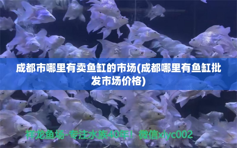 成都市哪里有賣魚缸的市場(成都哪里有魚缸批發(fā)市場價格) 紅龍魚魚糧飼料