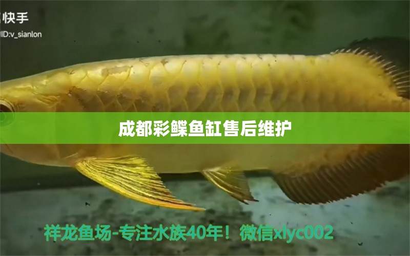 成都彩鰈魚缸售后維護(hù) 彩鰈魚缸（彩蝶魚缸）