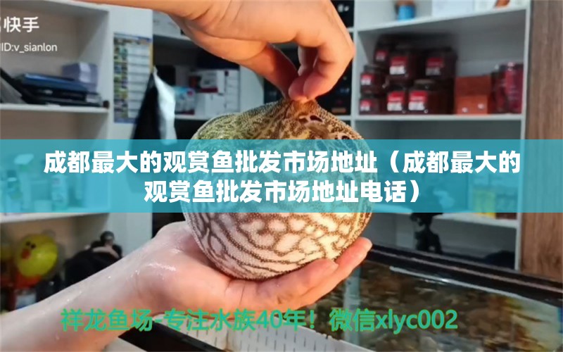 成都最大的觀賞魚批發(fā)市場地址（成都最大的觀賞魚批發(fā)市場地址電話） 觀賞魚批發(fā)