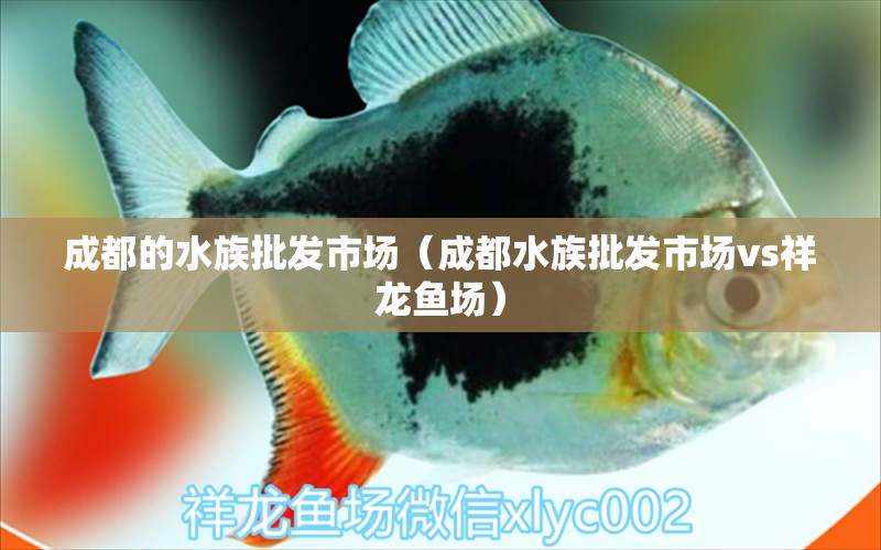 成都的水族批發(fā)市場(chǎng)（成都水族批發(fā)市場(chǎng)vs祥龍魚場(chǎng)） 觀賞魚水族批發(fā)市場(chǎng)