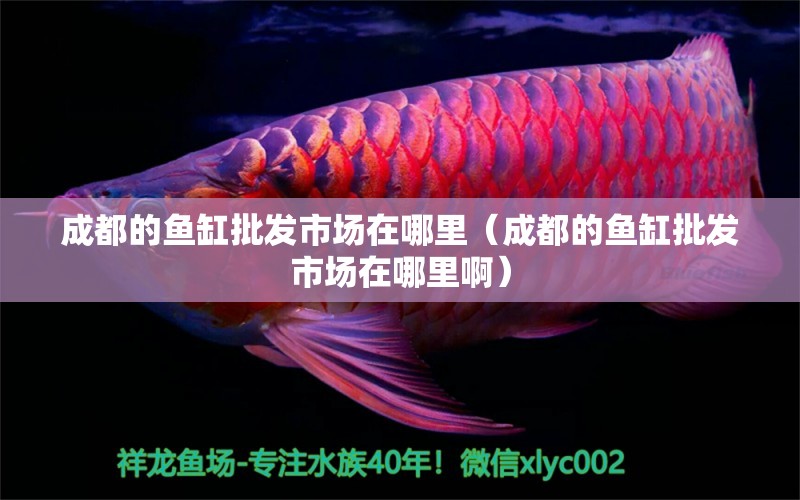 成都的魚(yú)缸批發(fā)市場(chǎng)在哪里（成都的魚(yú)缸批發(fā)市場(chǎng)在哪里?。?其他品牌魚(yú)缸