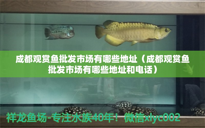 成都觀賞魚批發(fā)市場有哪些地址（成都觀賞魚批發(fā)市場有哪些地址和電話） 觀賞魚批發(fā)