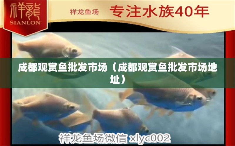 成都觀賞魚(yú)批發(fā)市場(chǎng)（成都觀賞魚(yú)批發(fā)市場(chǎng)地址）