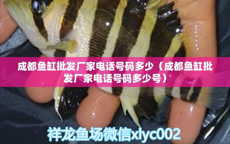 成都魚缸批發(fā)廠家電話號(hào)碼多少（成都魚缸批發(fā)廠家電話號(hào)碼多少號(hào)） 丹頂錦鯉魚