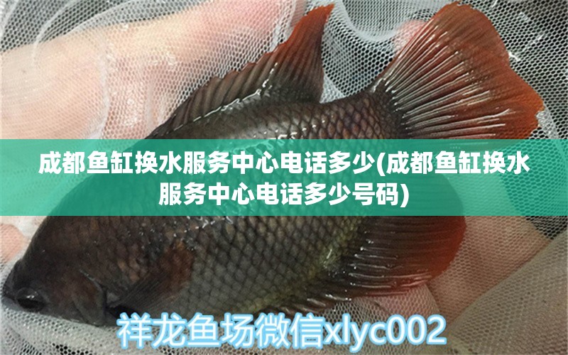 成都魚缸換水服務(wù)中心電話多少(成都魚缸換水服務(wù)中心電話多少號碼) 祥龍赫舞紅龍魚