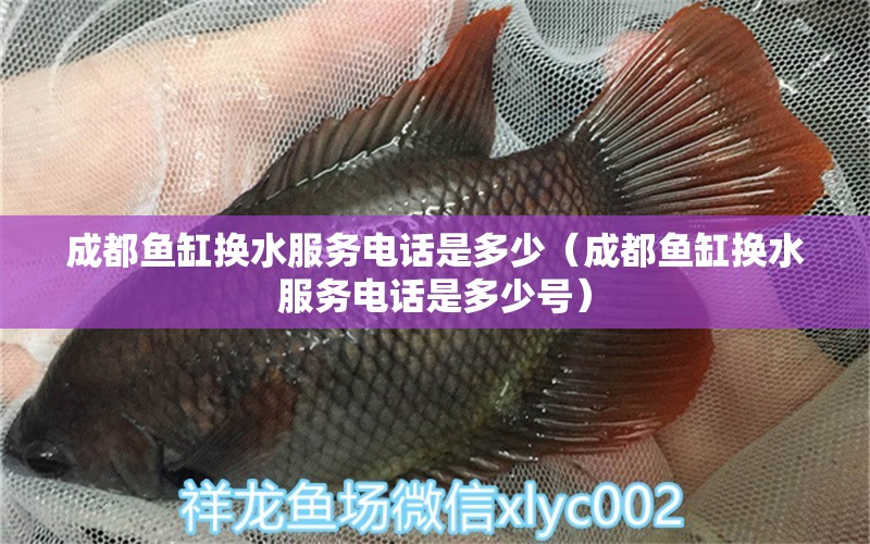 成都魚缸換水服務電話是多少（成都魚缸換水服務電話是多少號） 其他品牌魚缸