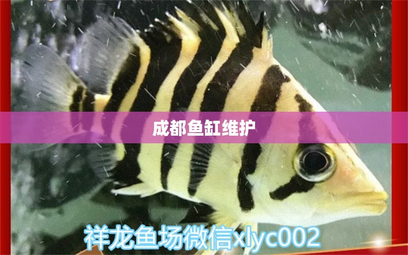 成都魚缸維護(hù)