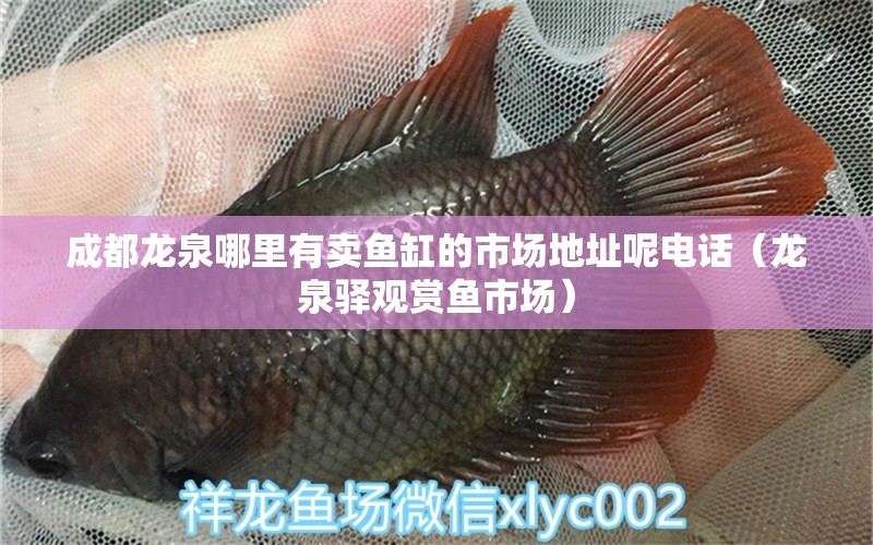 成都龍泉哪里有賣魚缸的市場(chǎng)地址呢電話（龍泉驛觀賞魚市場(chǎng)）