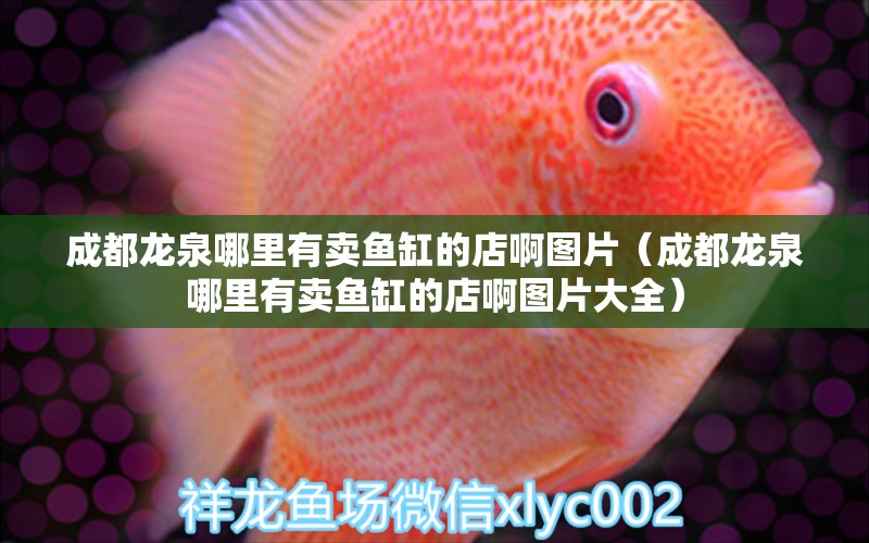 成都龍泉哪里有賣魚缸的店啊圖片（成都龍泉哪里有賣魚缸的店啊圖片大全）