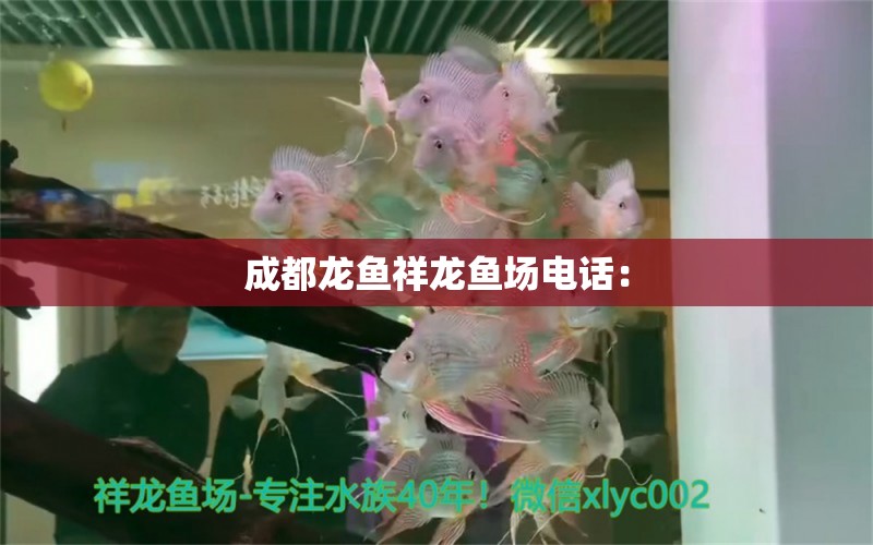 成都龍魚祥龍魚場(chǎng)電話： 祥龍魚場(chǎng)