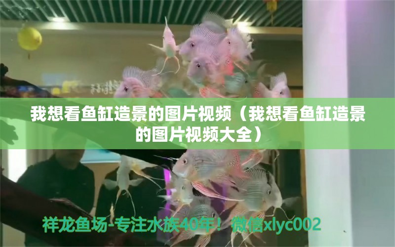 我想看魚缸造景的圖片視頻（我想看魚缸造景的圖片視頻大全） 祥龍水族醫(yī)院