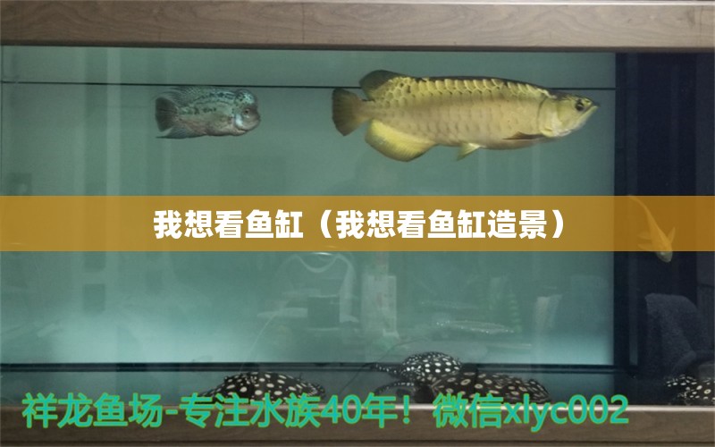 我想看魚(yú)缸（我想看魚(yú)缸造景） 水族雜談