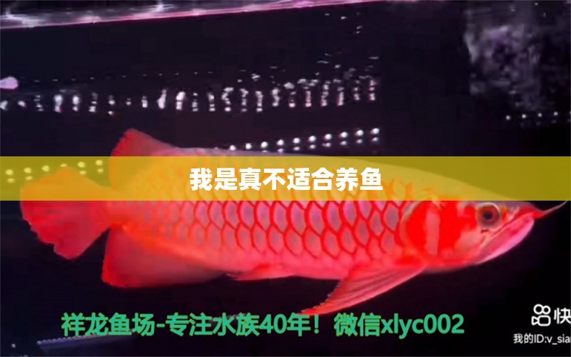 我是真不適合養(yǎng)魚(yú) 觀賞魚(yú)論壇 第2張