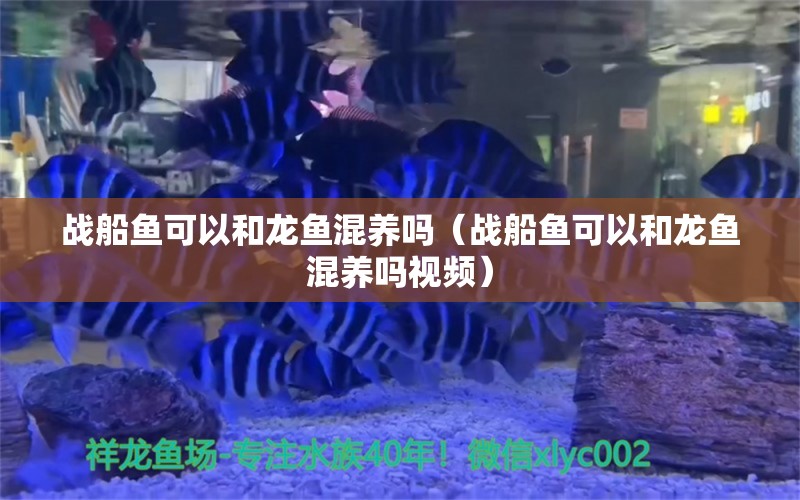 戰(zhàn)船魚可以和龍魚混養(yǎng)嗎（戰(zhàn)船魚可以和龍魚混養(yǎng)嗎視頻） 麥肯斯銀版魚