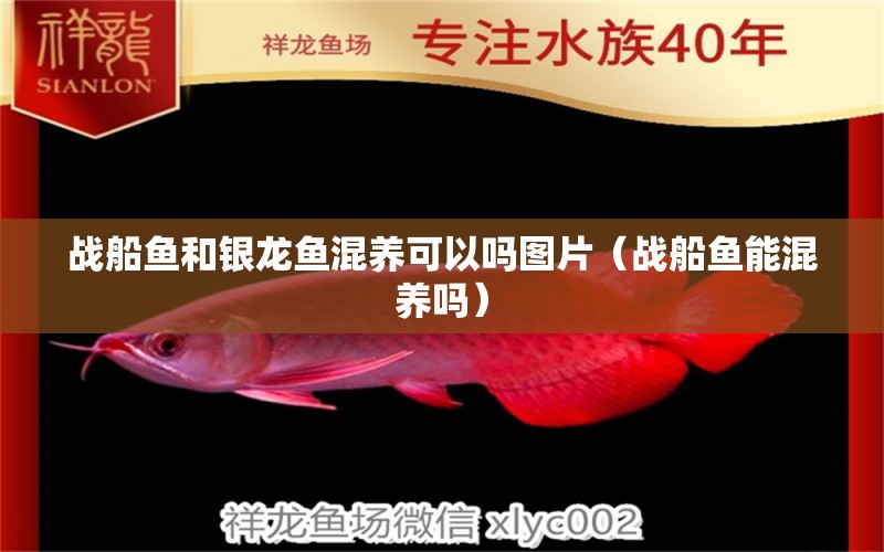 戰(zhàn)船魚和銀龍魚混養(yǎng)可以嗎圖片（戰(zhàn)船魚能混養(yǎng)嗎）