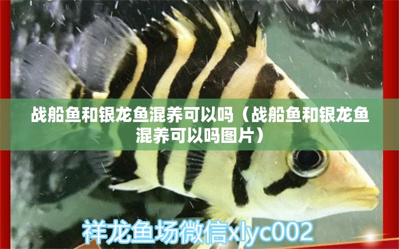 戰(zhàn)船魚和銀龍魚混養(yǎng)可以嗎（戰(zhàn)船魚和銀龍魚混養(yǎng)可以嗎圖片） 銀龍魚