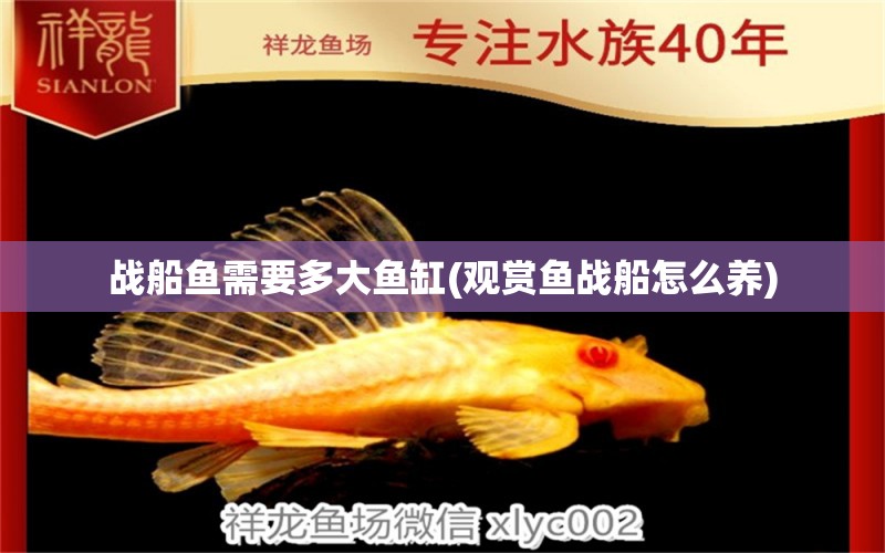 戰(zhàn)船魚需要多大魚缸(觀賞魚戰(zhàn)船怎么養(yǎng)) 廣州祥龍國際水族貿(mào)易