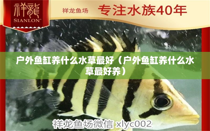 戶外魚缸養(yǎng)什么水草最好（戶外魚缸養(yǎng)什么水草最好養(yǎng)） 水草