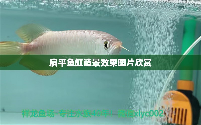 扁平魚(yú)缸造景效果圖片欣賞