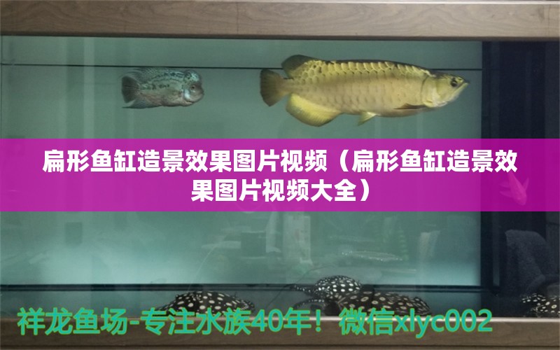 扁形魚(yú)缸造景效果圖片視頻（扁形魚(yú)缸造景效果圖片視頻大全）