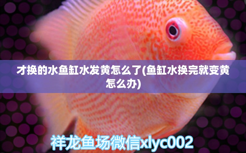 才換的水魚缸水發(fā)黃怎么了(魚缸水換完就變黃怎么辦) 福魟魟魚