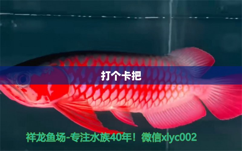 打個(gè)卡把 觀賞魚論壇 第2張