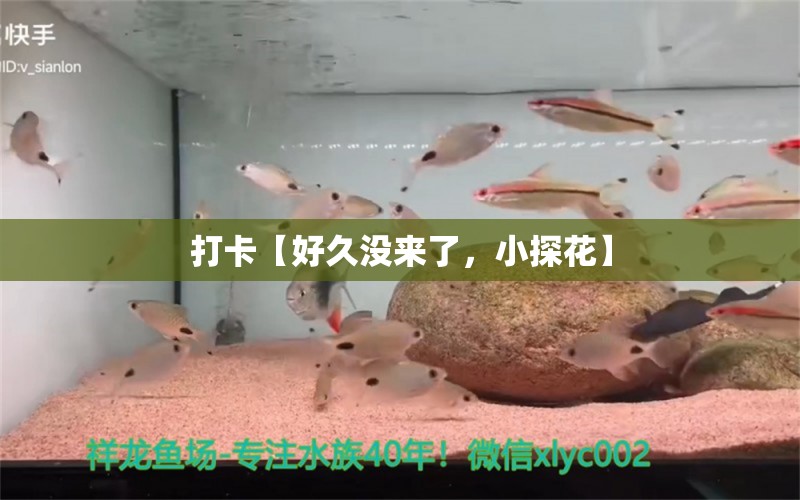 打卡【好久沒來了，小探花】 觀賞魚論壇 第3張