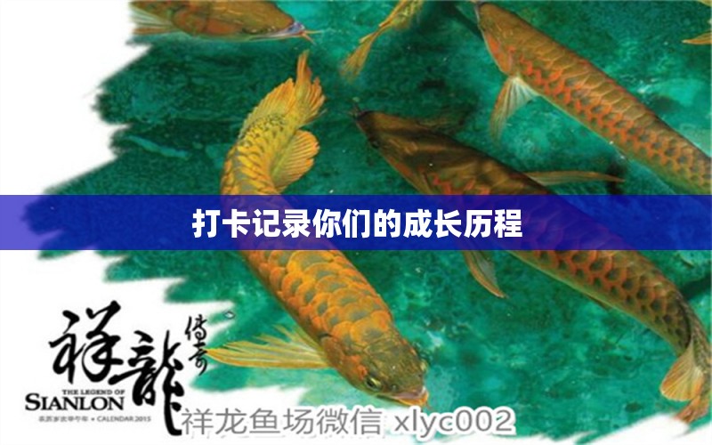 打卡記錄你們的成長歷程 翡翠鳳凰魚