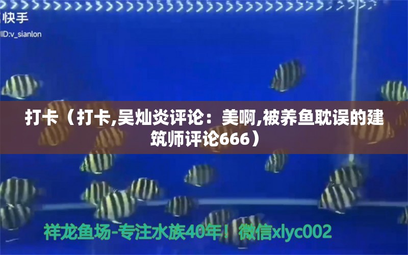 打卡（打卡,吳燦炎評論：美啊,被養(yǎng)魚耽誤的建筑師評論666） 觀賞魚論壇 第2張