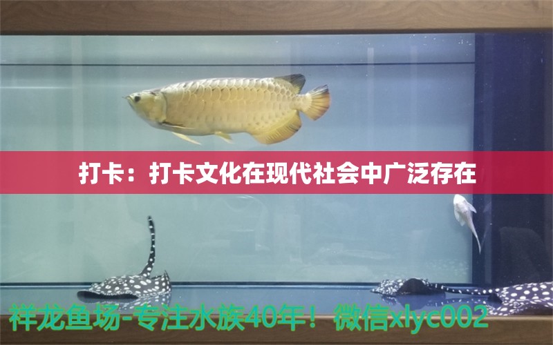 打卡：打卡文化在現(xiàn)代社會中廣泛存在 觀賞魚論壇 第2張