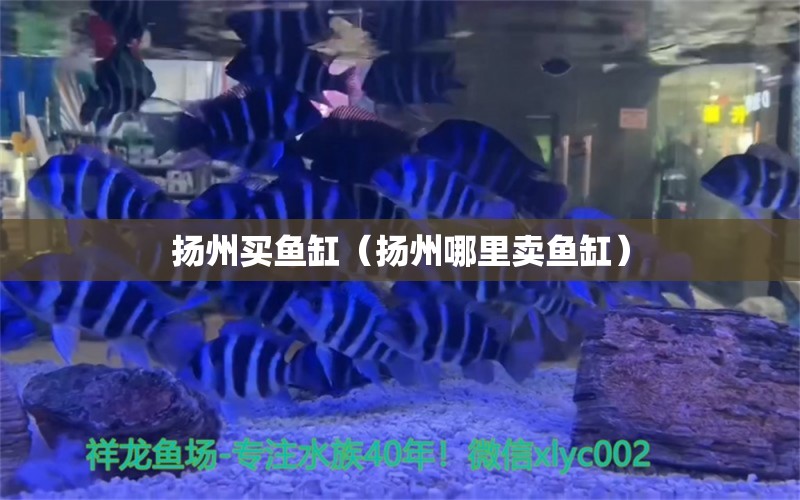 揚(yáng)州買魚缸（揚(yáng)州哪里賣魚缸） 其他品牌魚缸