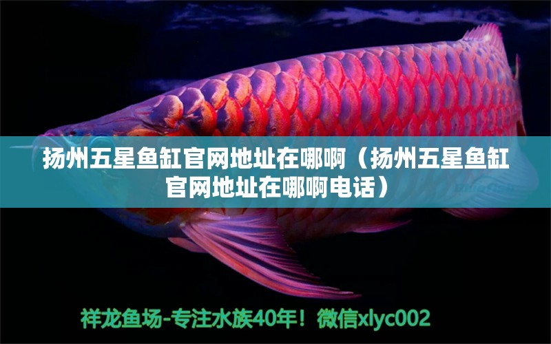 揚(yáng)州五星魚(yú)缸官網(wǎng)地址在哪啊（揚(yáng)州五星魚(yú)缸官網(wǎng)地址在哪啊電話）