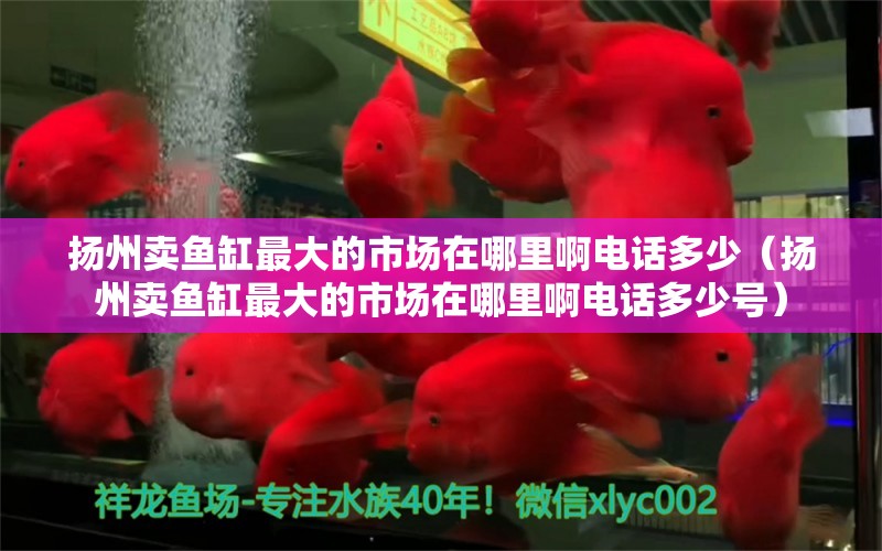 揚(yáng)州賣魚缸最大的市場在哪里啊電話多少（揚(yáng)州賣魚缸最大的市場在哪里啊電話多少號(hào)）