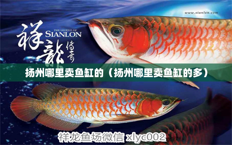 揚(yáng)州哪里賣魚缸的（揚(yáng)州哪里賣魚缸的多）