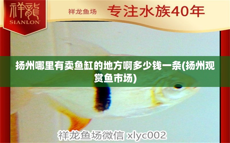 揚(yáng)州哪里有賣魚缸的地方啊多少錢一條(揚(yáng)州觀賞魚市場)