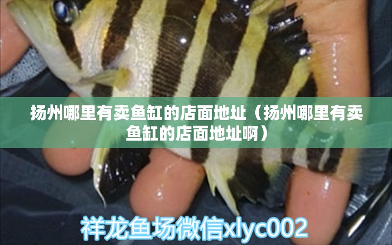 揚(yáng)州哪里有賣(mài)魚(yú)缸的店面地址（揚(yáng)州哪里有賣(mài)魚(yú)缸的店面地址?。? title=