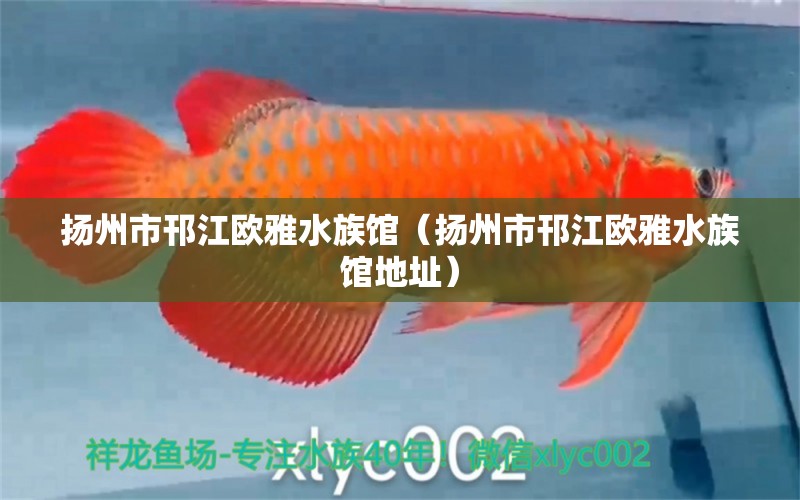 揚(yáng)州市邗江歐雅水族館（揚(yáng)州市邗江歐雅水族館地址）