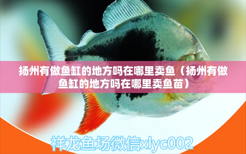 揚州有做魚缸的地方嗎在哪里賣魚（揚州有做魚缸的地方嗎在哪里賣魚苗） 其他品牌魚缸