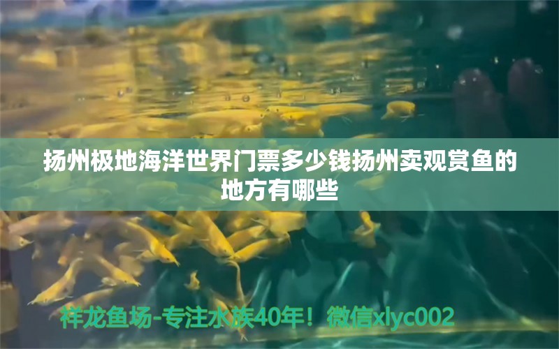 揚州極地海洋世界門票多少錢揚州賣觀賞魚的地方有哪些 養(yǎng)魚知識