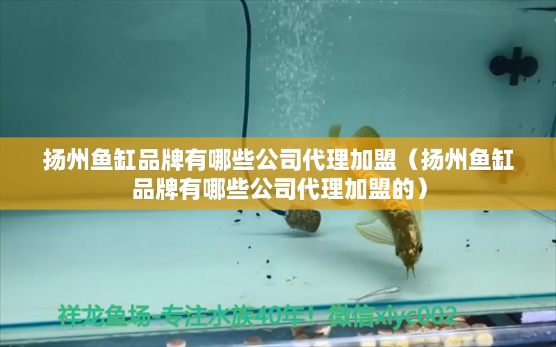 揚(yáng)州魚缸品牌有哪些公司代理加盟（揚(yáng)州魚缸品牌有哪些公司代理加盟的）