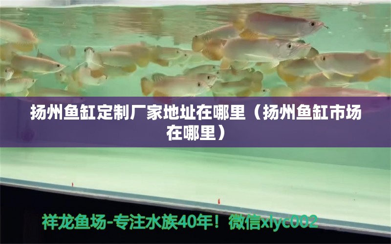 揚州魚缸定制廠家地址在哪里（揚州魚缸市場在哪里） 朱巴利魚