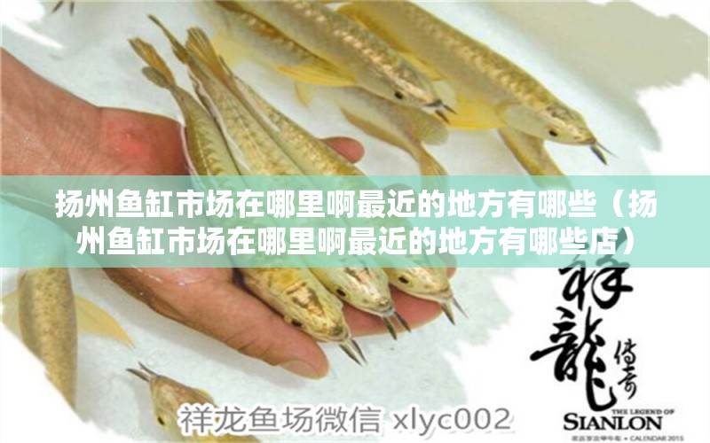 揚(yáng)州魚缸市場在哪里啊最近的地方有哪些（揚(yáng)州魚缸市場在哪里啊最近的地方有哪些店） 其他品牌魚缸