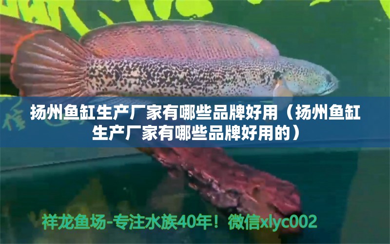 揚(yáng)州魚(yú)缸生產(chǎn)廠(chǎng)家有哪些品牌好用（揚(yáng)州魚(yú)缸生產(chǎn)廠(chǎng)家有哪些品牌好用的）